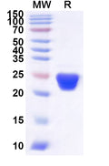Recombinant Human GRSF1 Protein, N-His