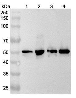 Western blot analysis was performed using anti-GRSF1 polyclonal antibody at 1ug/mL on various samples.
Lane 1: Hela cell lysate
Lane 2: HepG2 cell lysate
Lane 3: Jurkat cell lysate
Lane 4: 293T cell lysate
