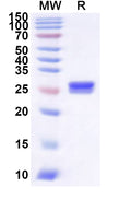 Recombinant Human STARD3 Protein, N-His