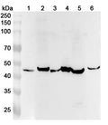 Western blot analysis was performed using anti-STARD3  polyclonal antibody at 1ug/mL on various samples.
Lane 1: MCF-7 cell lysate
Lane 2: Mouse brain lysate
Lane 3: Mouse lung lysate
Lane 4: Mouse heart lysate
Lane 5: Rat brain lysate
Lane 6: Rat heart lysate