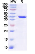 Recombinant Human RNPS1 Protein, N-GST & C-His