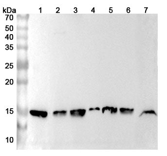 Western blot analysis was performed using anti-RPL30 polyclonal antibody at 1ug/mL on various samples.
Lane 1: Jurkat cell lysate
Lane 2: MCF-7 cell lysate
Lane 3: A549 cell lysate
Lane 4: SH-SY5Y cell lysate
Lane 5: Hela cell lysate
Lane 6: PC-3 cell lysate
Lane 7: Rat brain lysate
