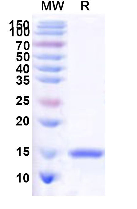 Recombinant Human SP4 Protein, N-His