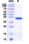 Recombinant Human MLLT11 Protein, N-GST & C-His