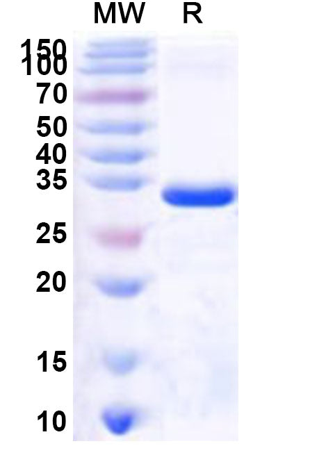 Recombinant Human MLLT11 Protein, N-GST & C-His