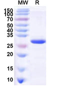 Recombinant Human SNAPC5 Protein, N-His-KSI