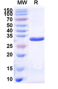 Recombinant Human H2AP Protein, N-His-KSI