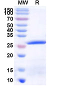 Recombinant Human QSOX2 Protein, N-His