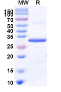 Recombinant Human INSRR Protein, N-His