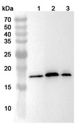 Western blot analysis was performed using anti-RPL36A  polyclonal antibody at 1ug/mL on various samples.
Lane 1: Hela cell lysate
Lane 2: RAW264.7 cell lysate
Lane 3: PC-12 cell lysate