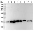 Western blot analysis was performed using anti-SNRPD3 polyclonal antibody at 1ug/mL on various samples.
Lane 1: MCF-7 cell lysate
Lane 2: HT-29 cell lysate
Lane 3: 293T cell lysate
Lane 4: Jurkat cell lysate
Lane 5: Caco2 cell lysate
Lane 6: Mouse brain lysate
Lane 7: Rat brain lysate
Lane 8: Rat liver lysate