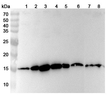 Western blot analysis was performed using anti-SNRPD3 polyclonal antibody at 1ug/mL on various samples.
Lane 1: MCF-7 cell lysate
Lane 2: HT-29 cell lysate
Lane 3: 293T cell lysate
Lane 4: Jurkat cell lysate
Lane 5: Caco2 cell lysate
Lane 6: Mouse brain lysate
Lane 7: Rat brain lysate
Lane 8: Rat liver lysate