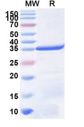 Recombinant Human ASCL4 Protein, N-GST & C-His