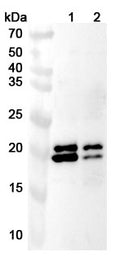 Western blot analysis was performed using anti-PHLDA2 polyclonal antibody at 1ug/mL on various samples.
Lane 1: MDA-MB-231 cell  lysate
Lane 2: LO2 cell lysate