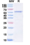 Recombinant Human GPS2 Protein, N-His-KSI