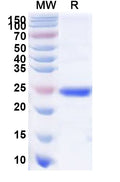 Recombinant Human APOBEC3H Protein, N-His