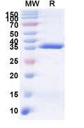 Recombinant Human TRA2A Protein, N-GST & C-His