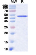 Recombinant Human CPSF1 Protein, N-His