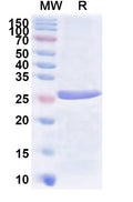 Recombinant Human PKIA Protein, N-His-KSI