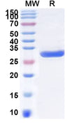 Recombinant Human SMUG1 Protein, N-His