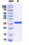 Recombinant Human PGAM5 Protein, N-His