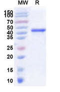 Recombinant Human NRL Protein, N-His-KSI