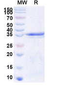 Recombinant Human SNRPF Protein, N-GST & C-His