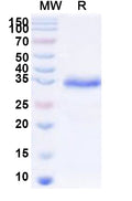 Recombinant Human CREB5 Protein, N-His-KSI