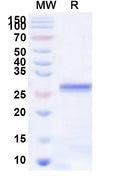 Recombinant Human CHRND Protein, N-His