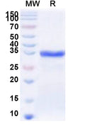 Recombinant Human RIPPLY1 Protein, N-His-KSI