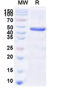 Recombinant Human HES1 Protein, N-His-KSI
