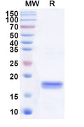Recombinant Human SLA Protein, N-His