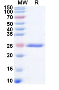 Recombinant Human CNGA3 Protein, N-His
