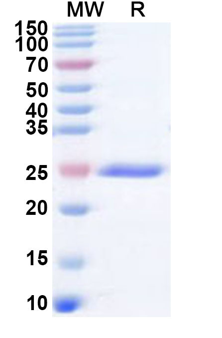 Recombinant Human CNGA3 Protein, N-His