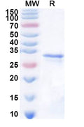 Recombinant Human DNASE1L3 Protein, N-His