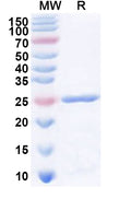 Recombinant Human ART4 Protein, N-His