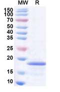 Recombinant Human PLEKHS1 Protein, N-His