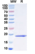 Recombinant Human POLR2H Protein, N-His