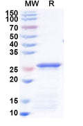 Recombinant Human SMARCA4 Protein, N-His