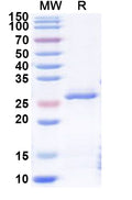 Recombinant Human NR2F1 Protein, N-His