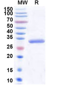 Recombinant Human PRKACG Protein, N-His