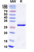 Recombinant Human MRAS Protein, N-His