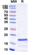 Recombinant Human SAP18 Protein, N-His