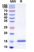 Recombinant Human FRS3 Protein, N-His