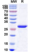 Recombinant Human ATP8B3 Protein, N-His