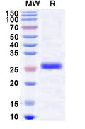 Recombinant Human LDB3 Protein, N-His