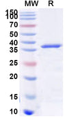 Recombinant Human GPR137B Protein, N-GST & C-His