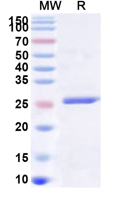 Recombinant Human CLIC3 Protein, N-His