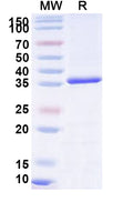 Recombinant Human VPS26A Protein, N-His