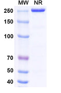 Anti-Human Endoglin/CD105 Reference Antibody (Carotuximab) – Figure 1 of 2